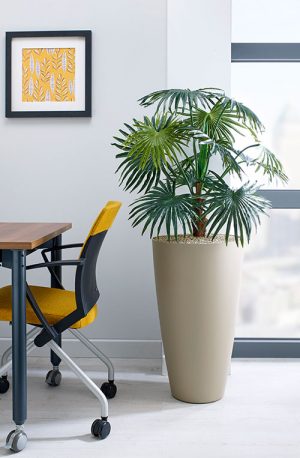 prospect plants design chinese fan palm