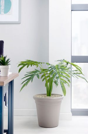 prospect plants design philodendron