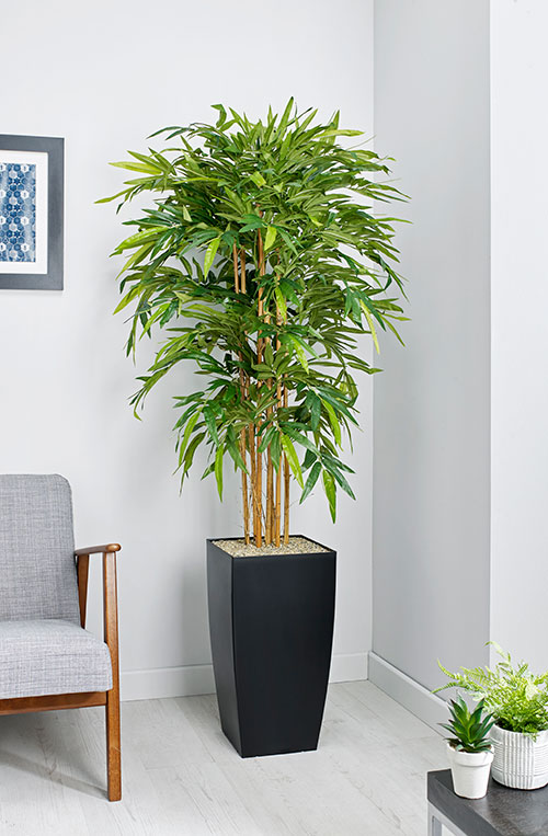 prospect plants essential bamboo