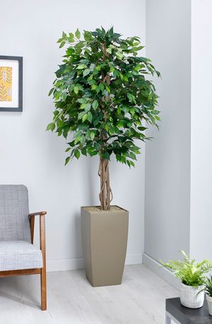 prospect plants essential green weeping fig