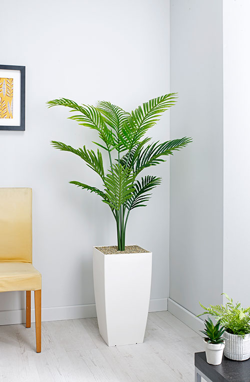 prospect plants essential paradise palm